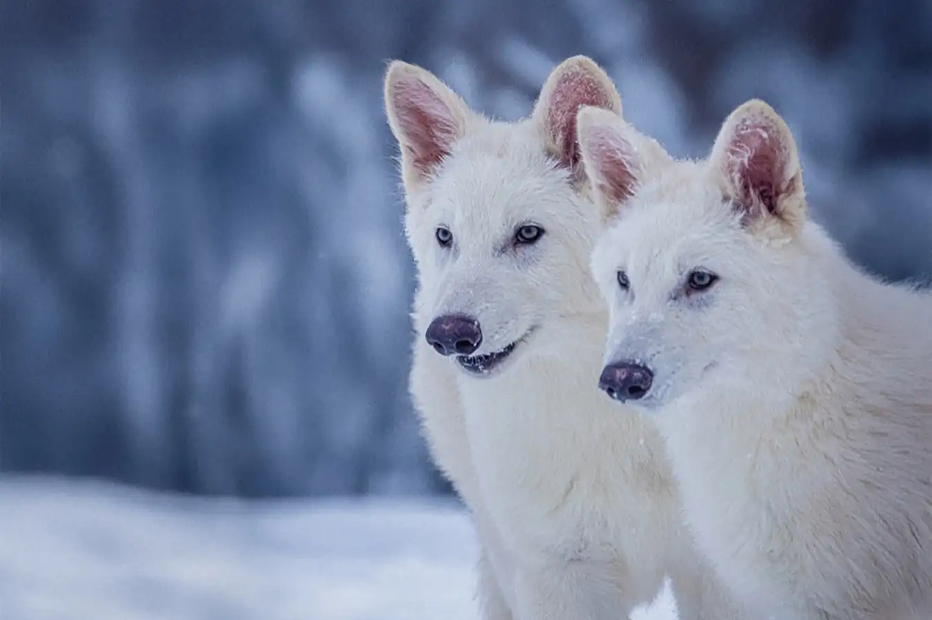 Dire Wolves Brought Back? Inside the Science Behind the Extinct Predator’s Return